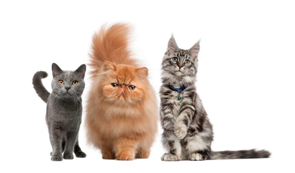 three cats