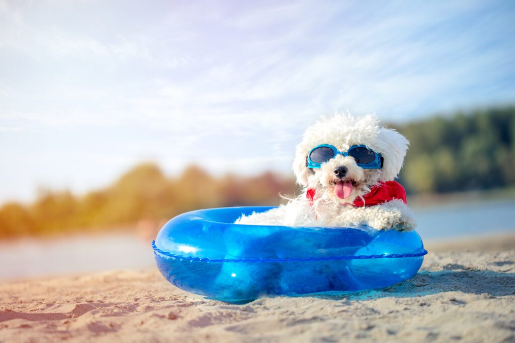 dog at beach - preventing heatstroke