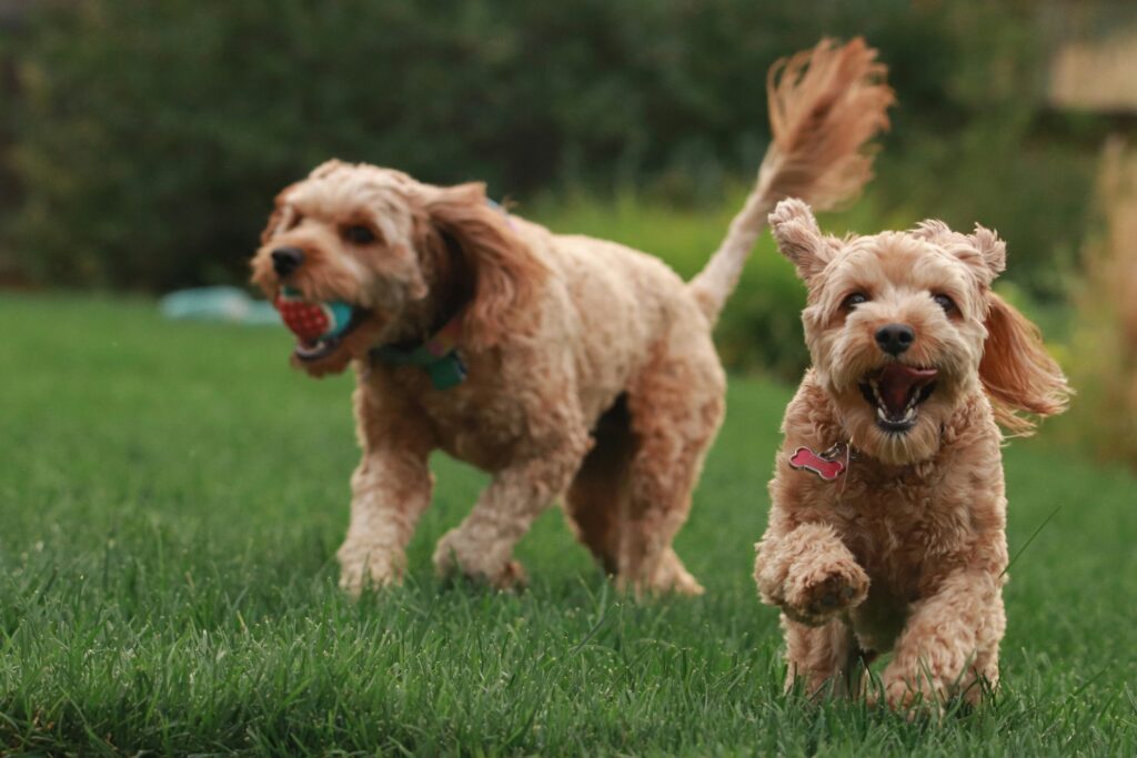 dogs playing in grass