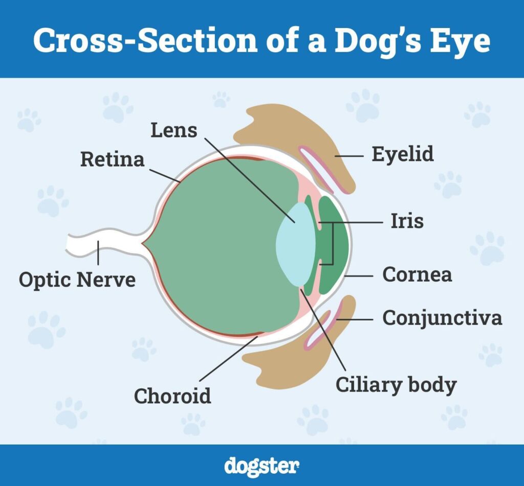 image of dog eye anatomy - Cataracts in Dogs