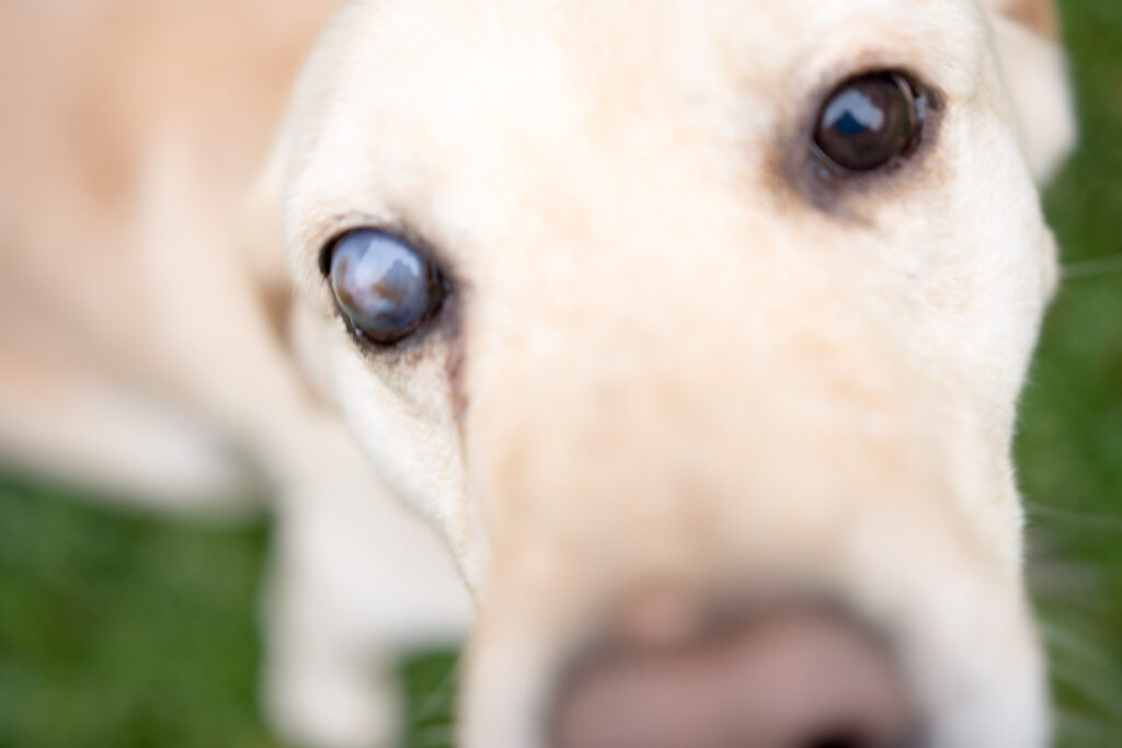 dog with cataracts