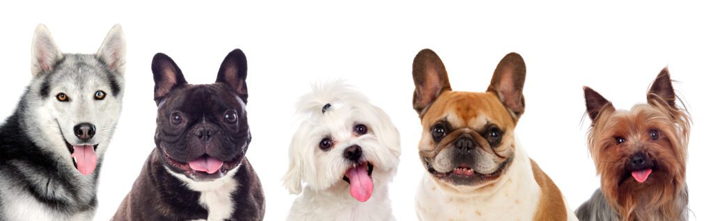 picture of different dog breeds - nashville pet magazine