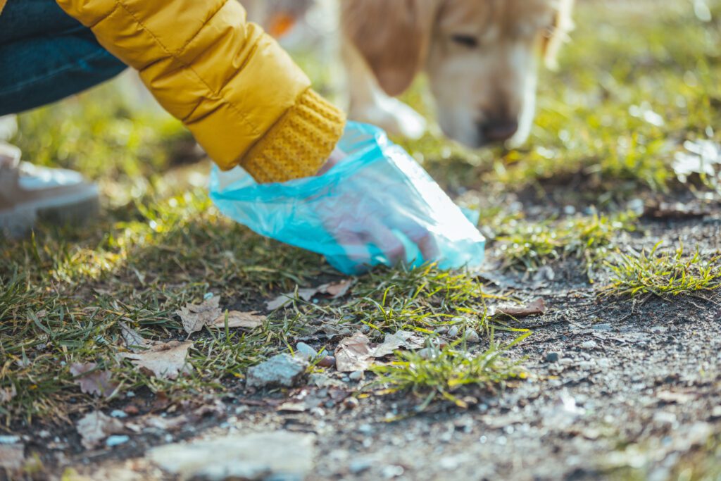 picking up the poop after a dog