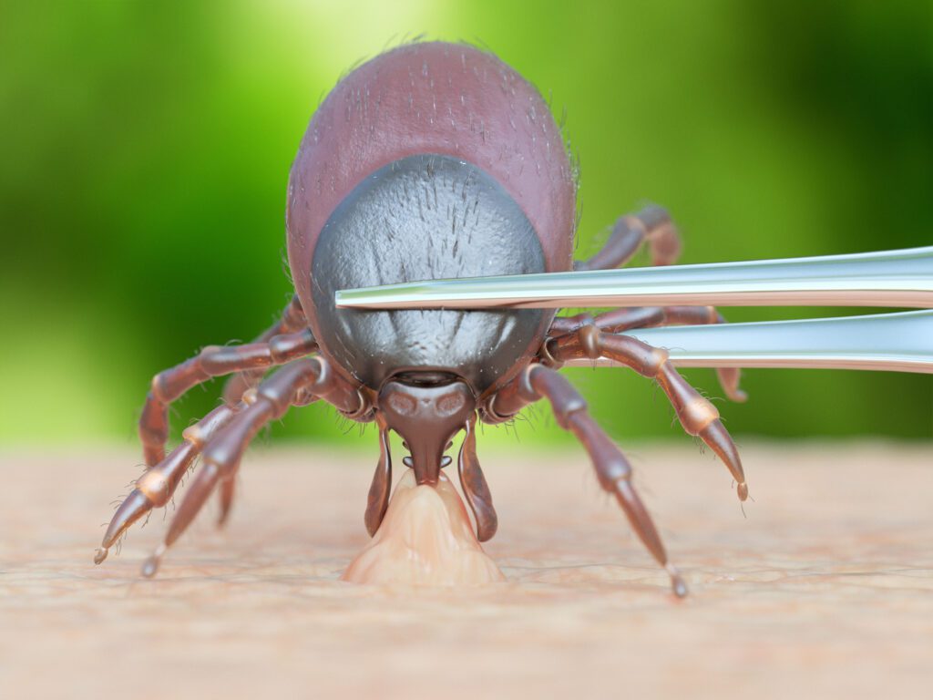 removing a tick from your pet