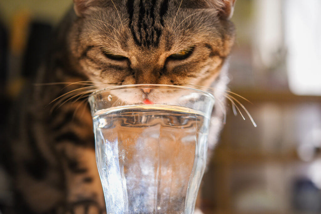 Cat Drinking Water in Glass - Hydration For Cats