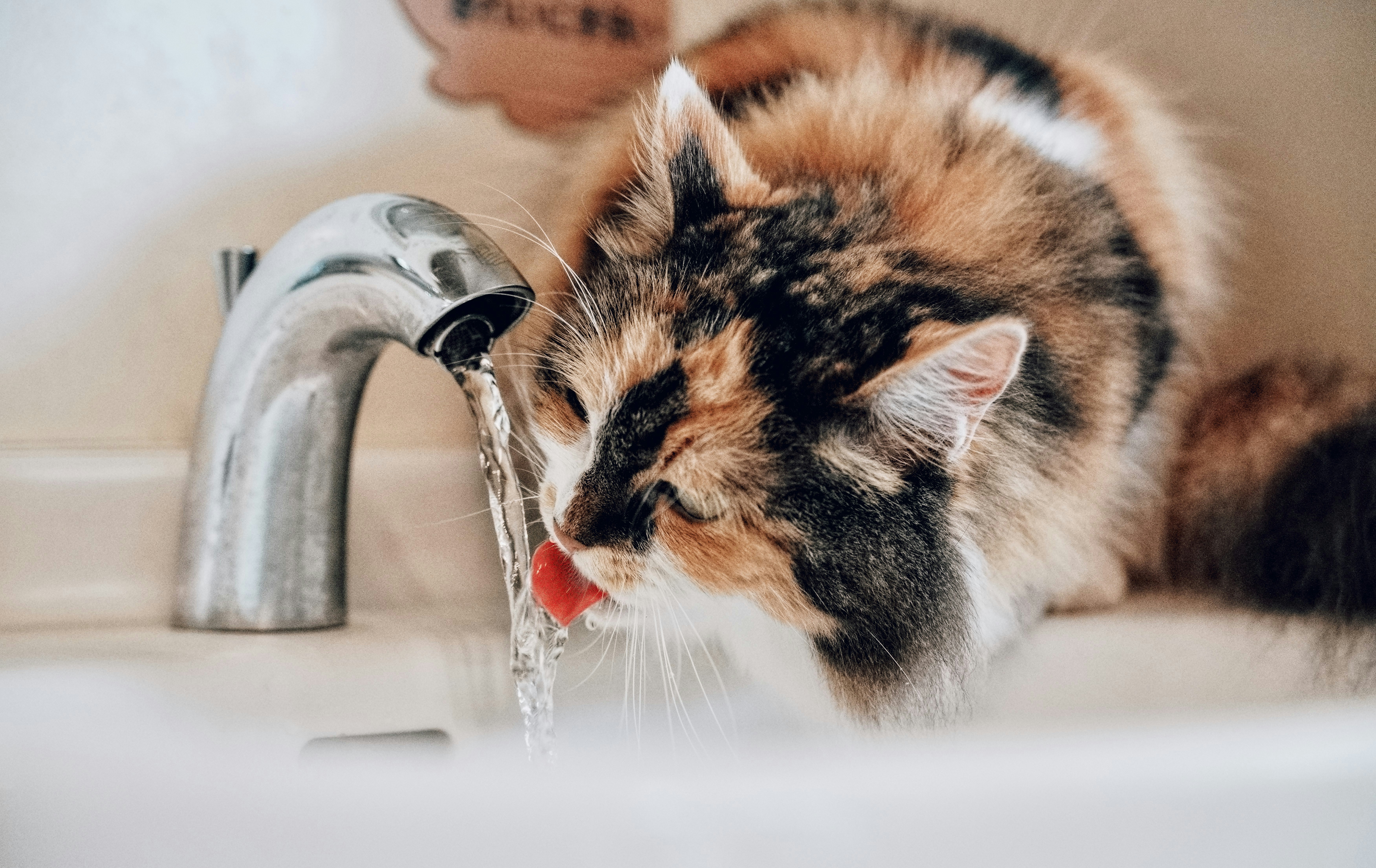 Cat Drinking Water From Faucet