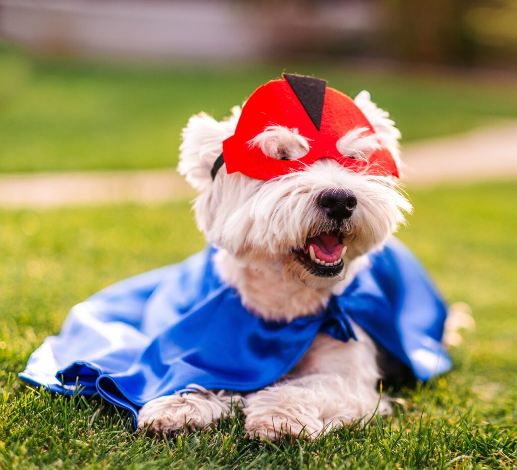 cat in halloween costume - nashville pet magazine