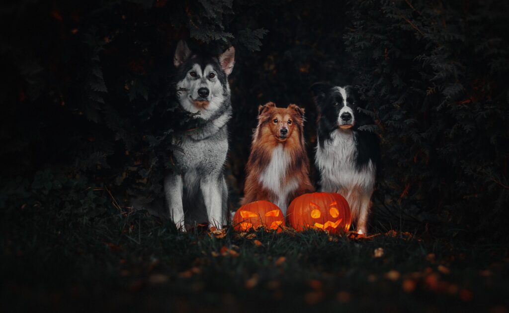 Dogs in woods with jack o lanterns