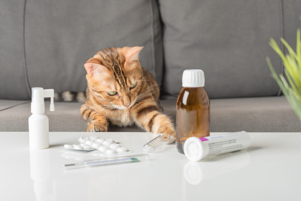 cat sorting his medications