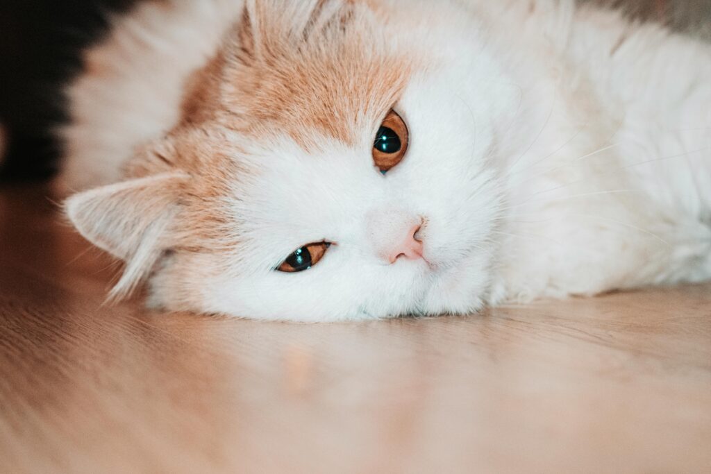 cat lying down