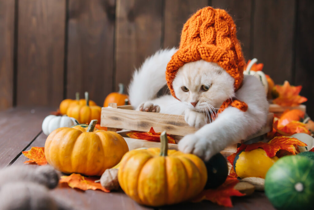 white cat sitting with pumpkins