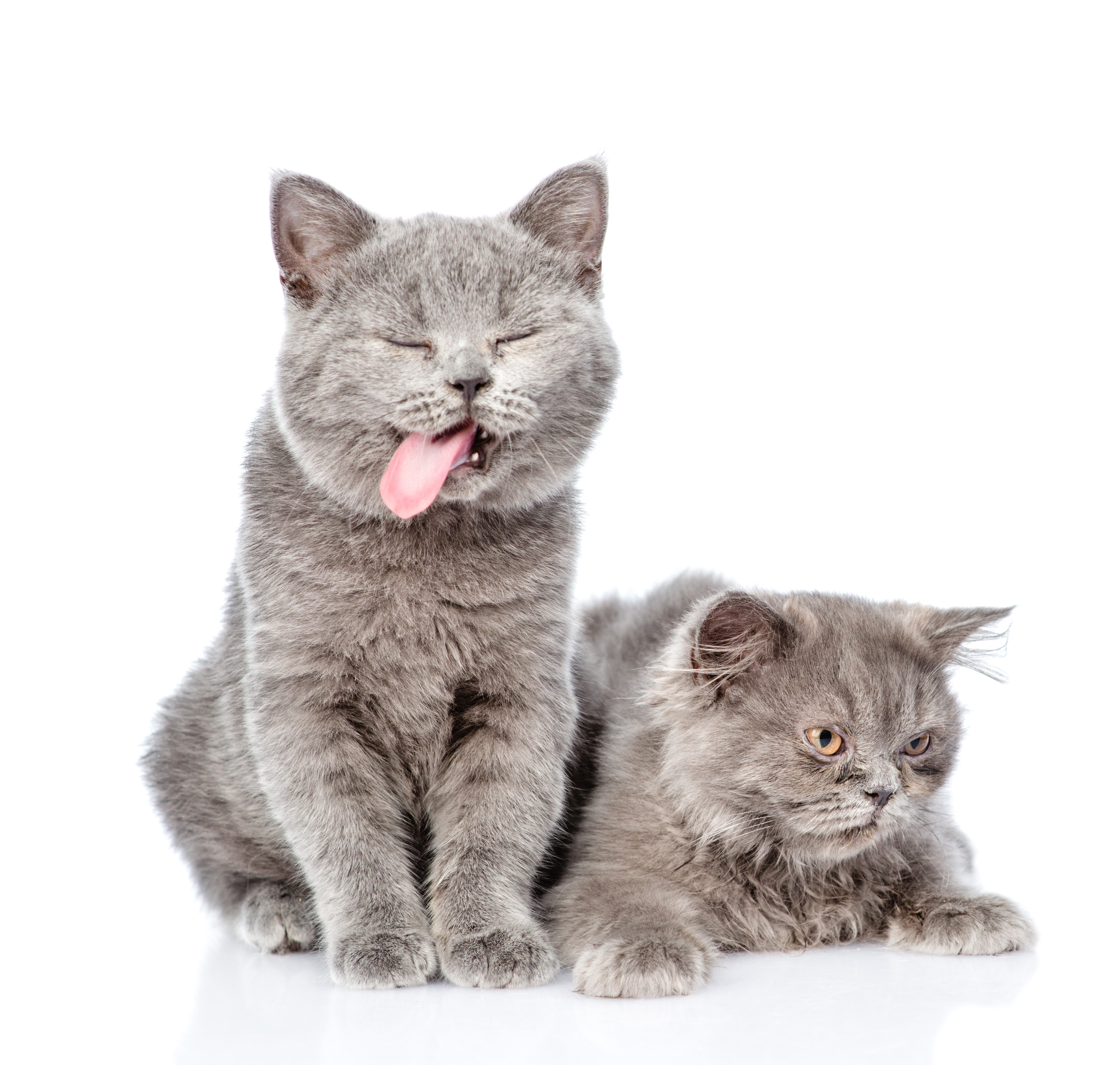 two cats sitting - TN Pet Magazine