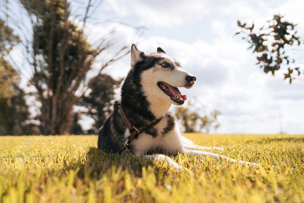 husky sitting in grass in fall - Nashville Pet Magazine