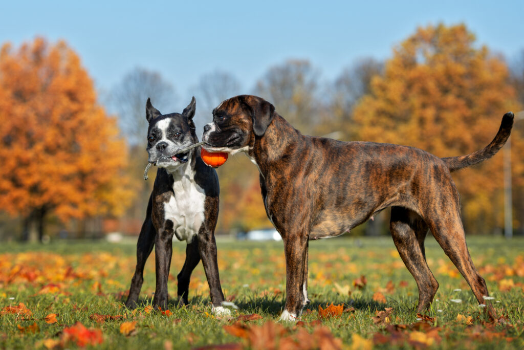 dogs playing at park - Middle Tenneessee Pet Magazine