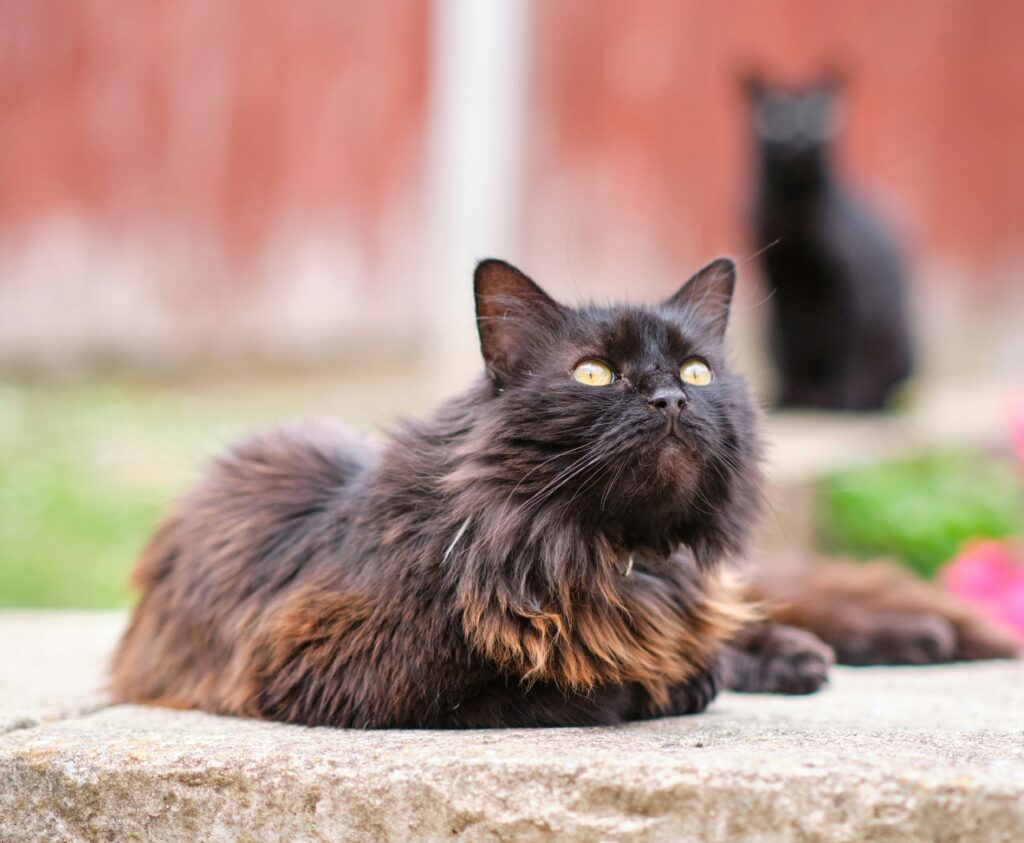 long haired dark cat