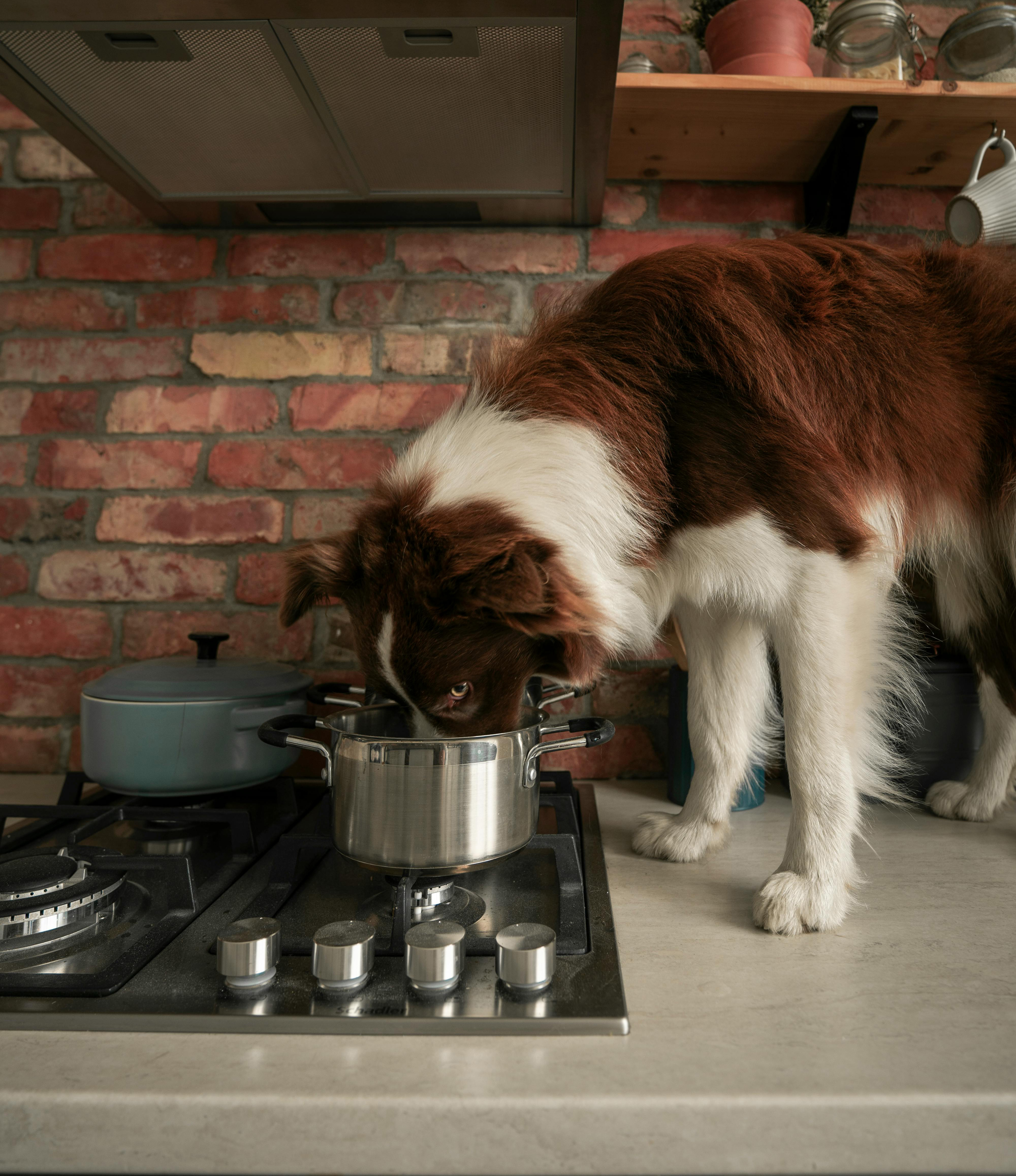 dog on countertop