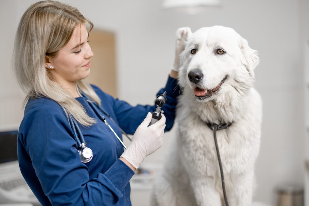 vet checking dog's ear - nashville pet magazine