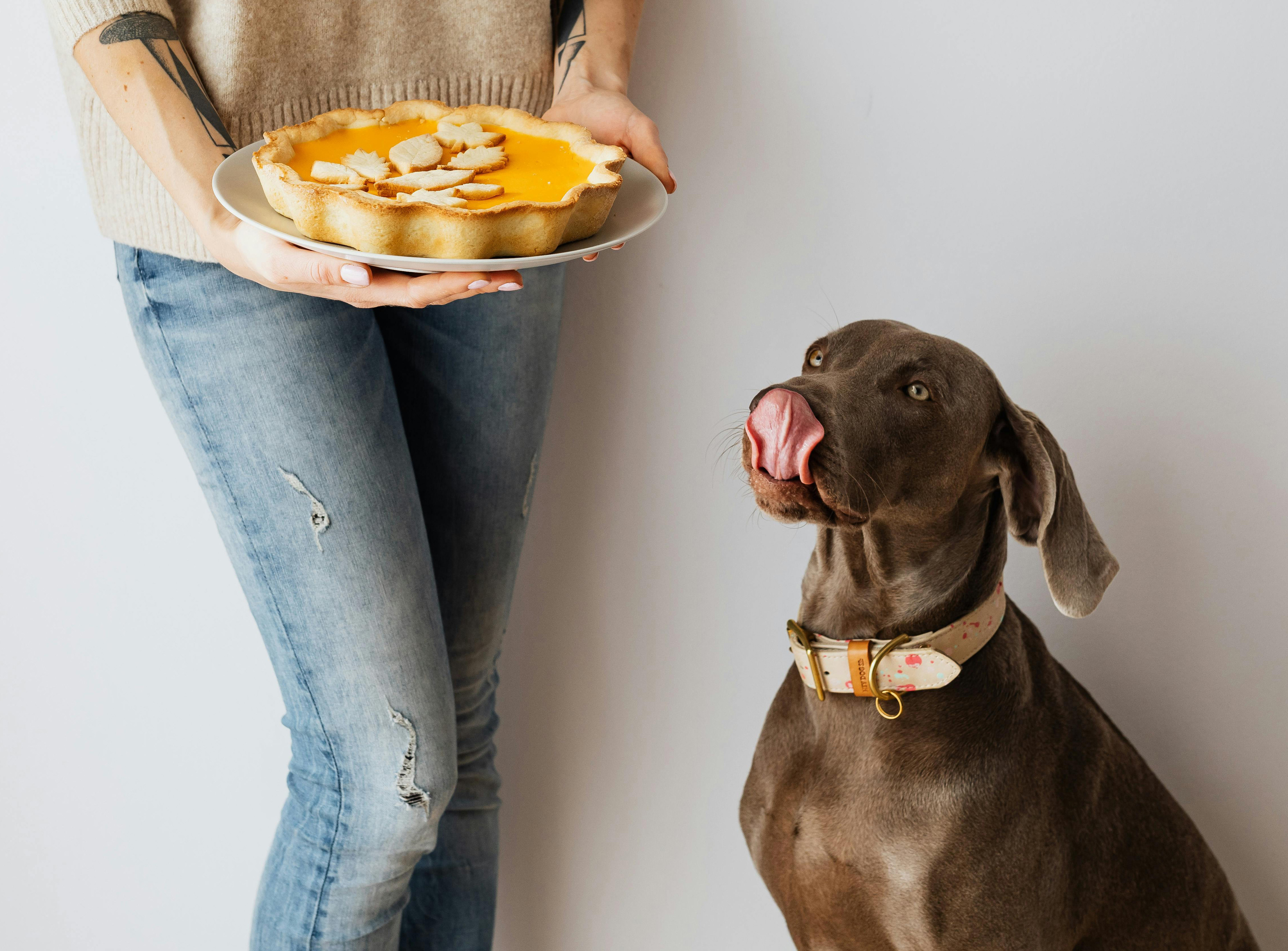 dog and pie