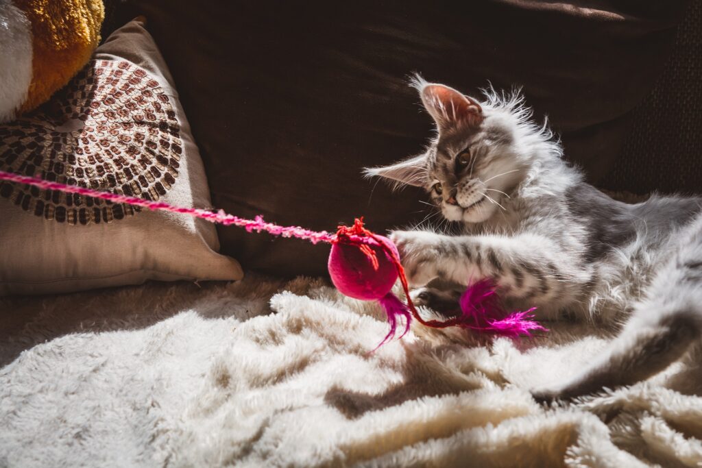 cat playing with toy - nashville pet magazine