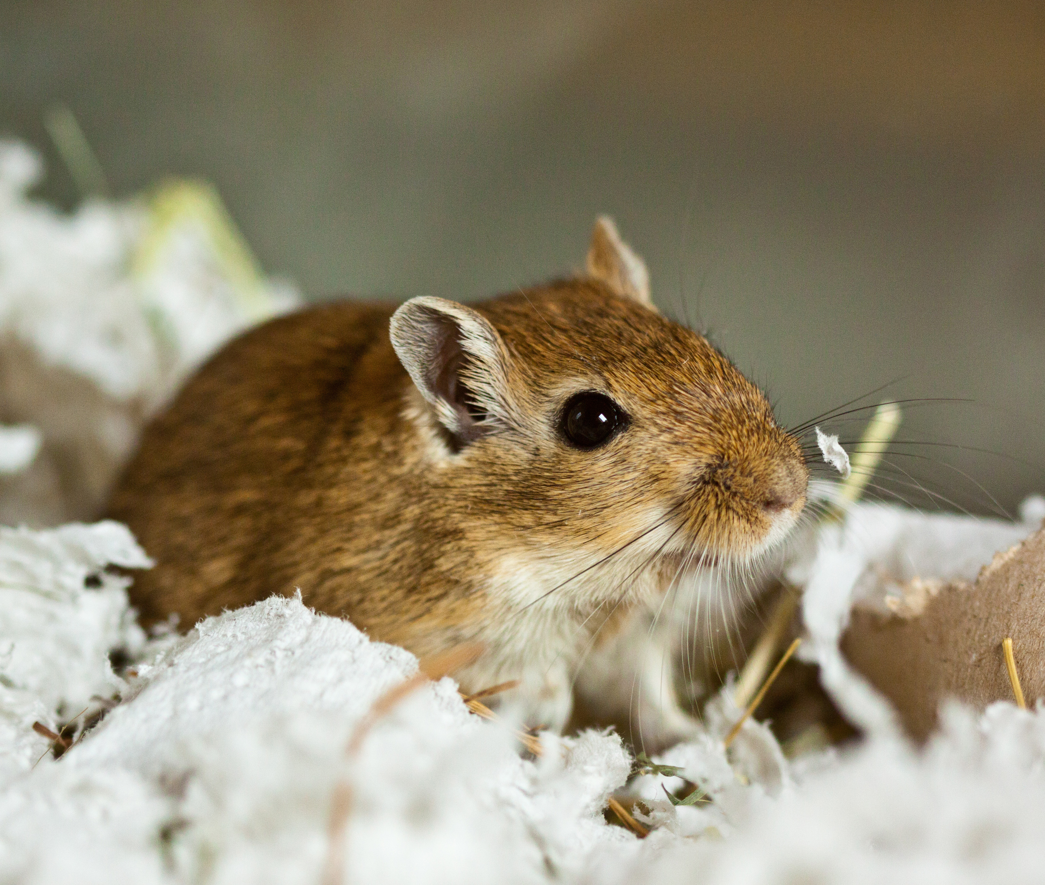 a gerbil in his habitat