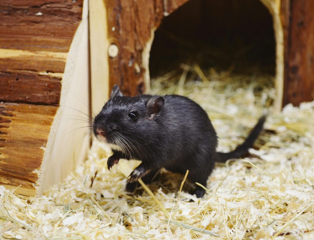 a black gerbil