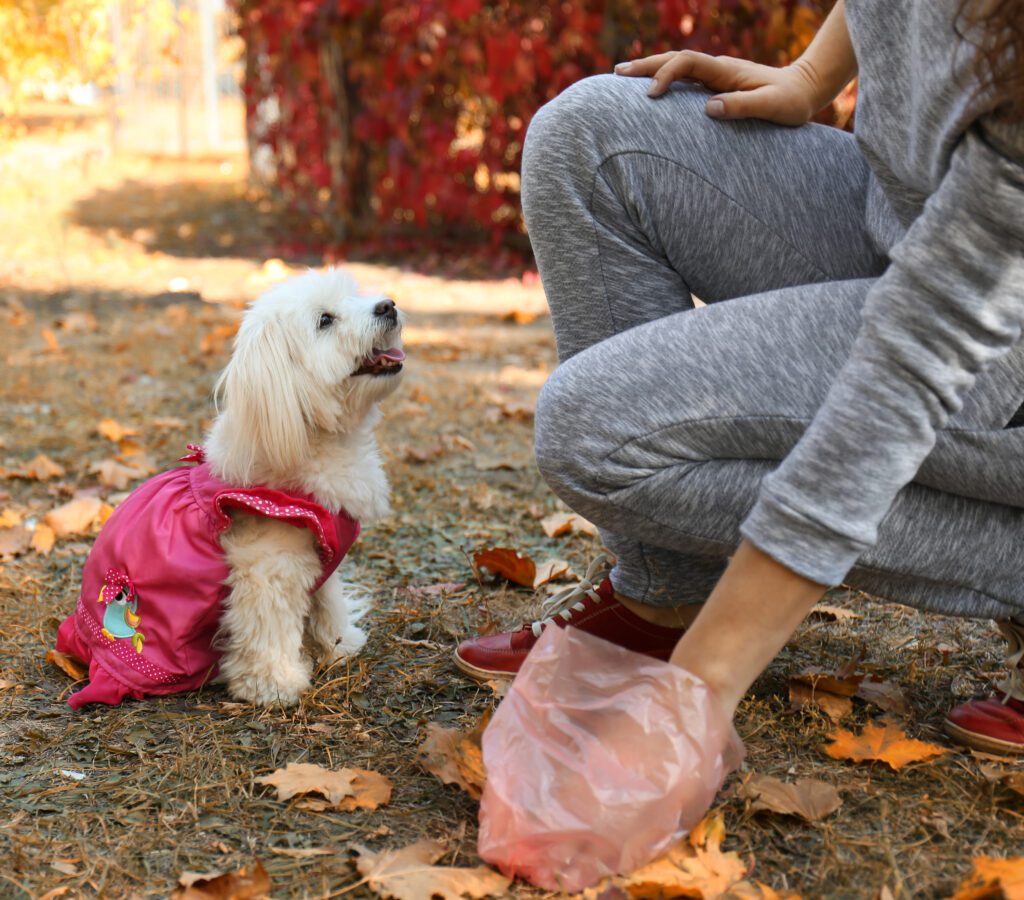 Picking Up After Dog On Walk