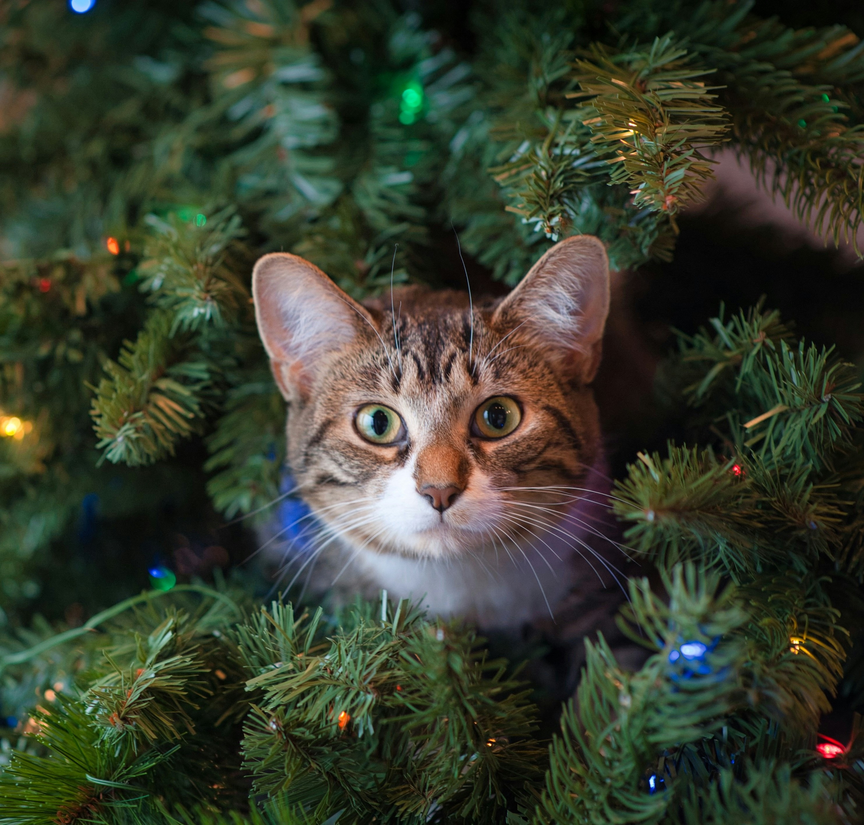 cat in christmas tree