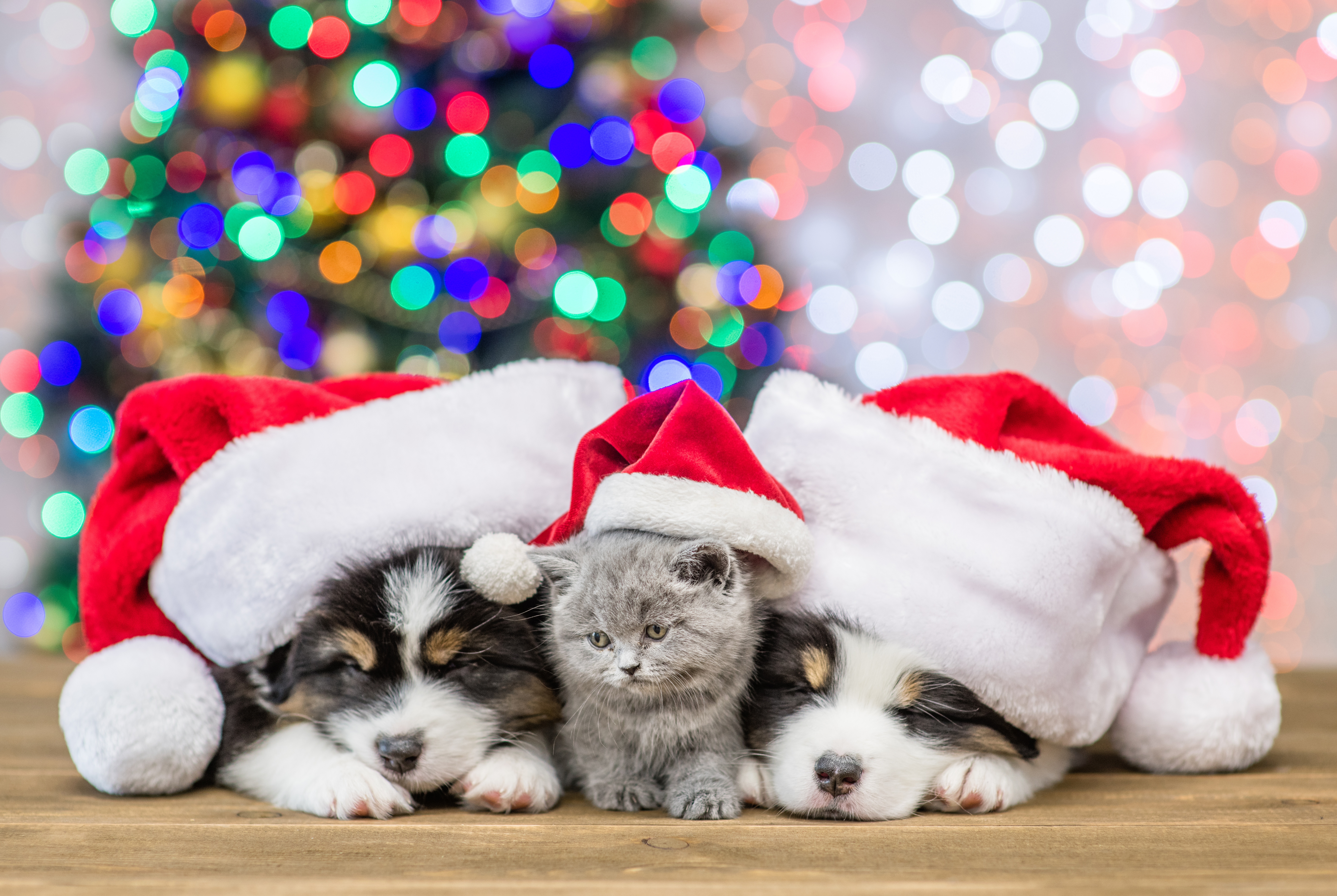 kitten and 2 puppies at christmas