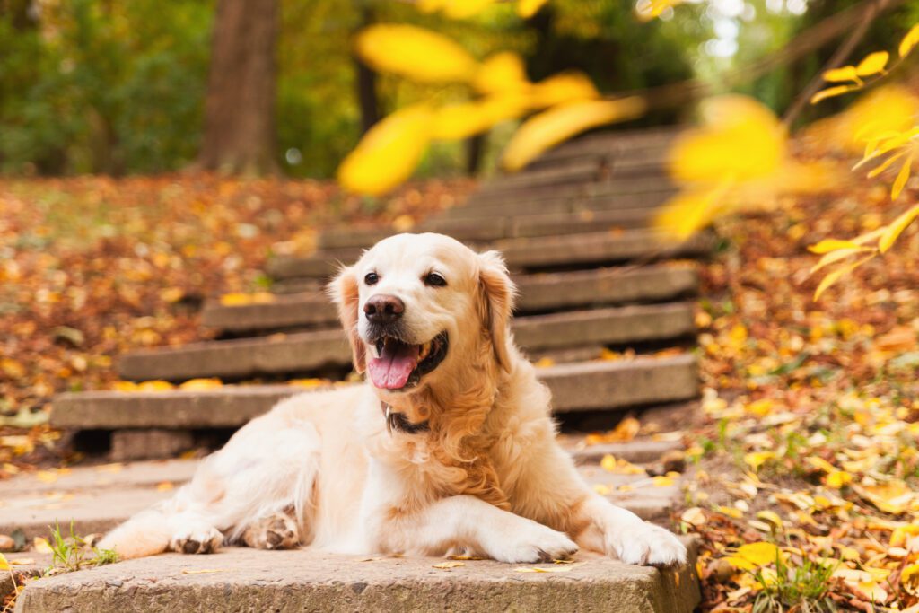 golden retreiver - nashville pet magazine