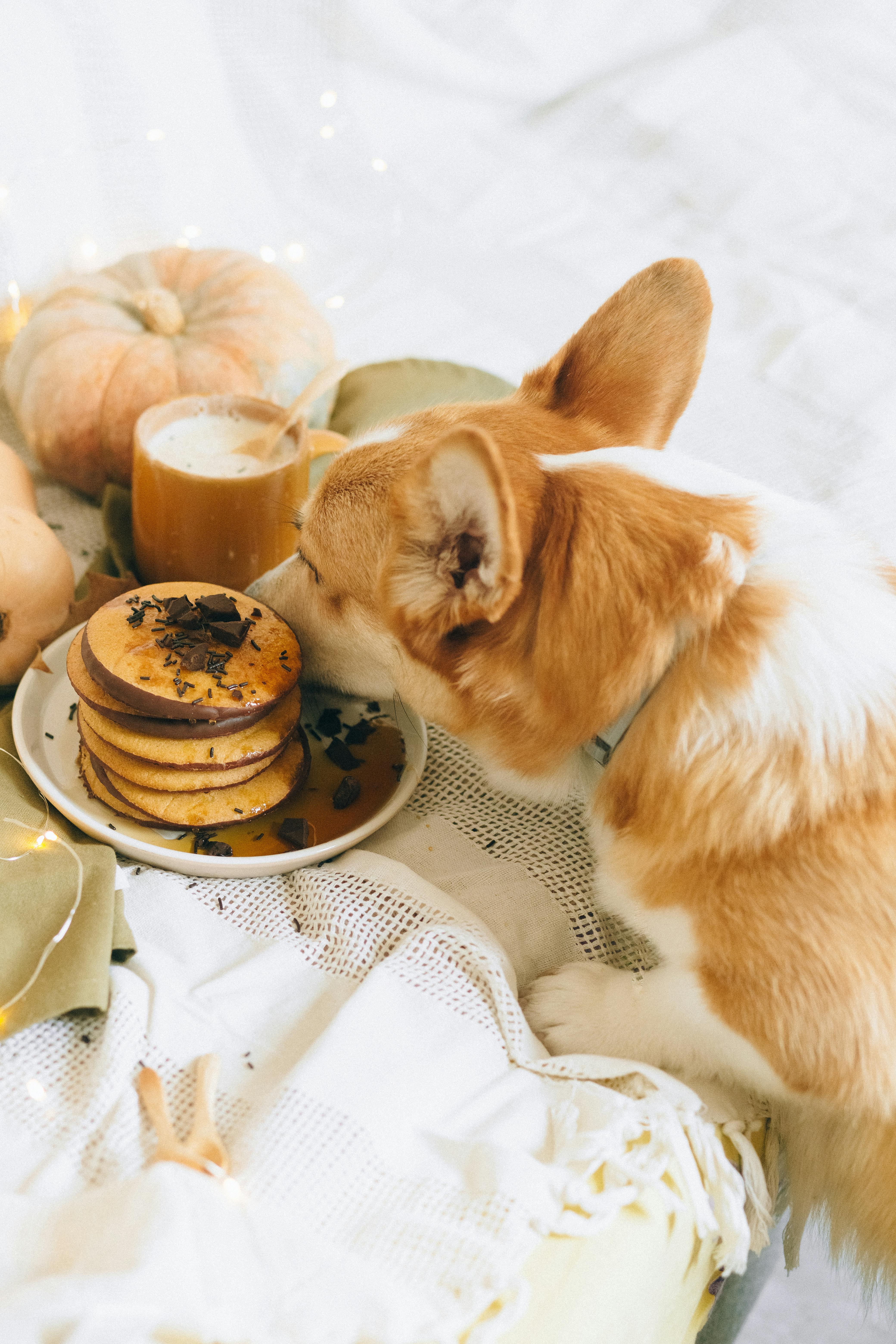 dog with cookies on plate