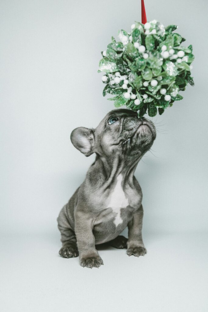 dog and mistletoe