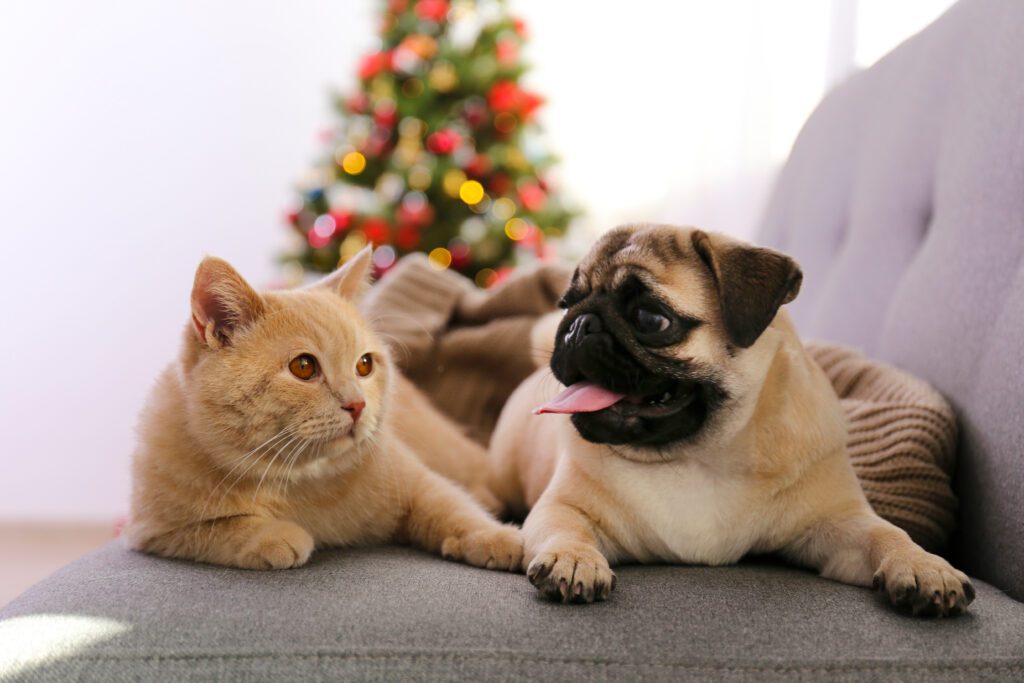 dog and cat with christmas