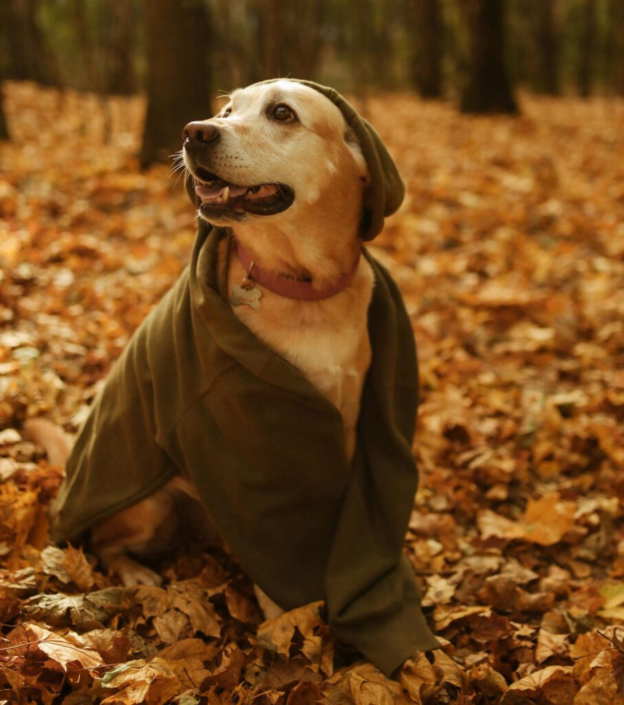 dog in leaves in fall