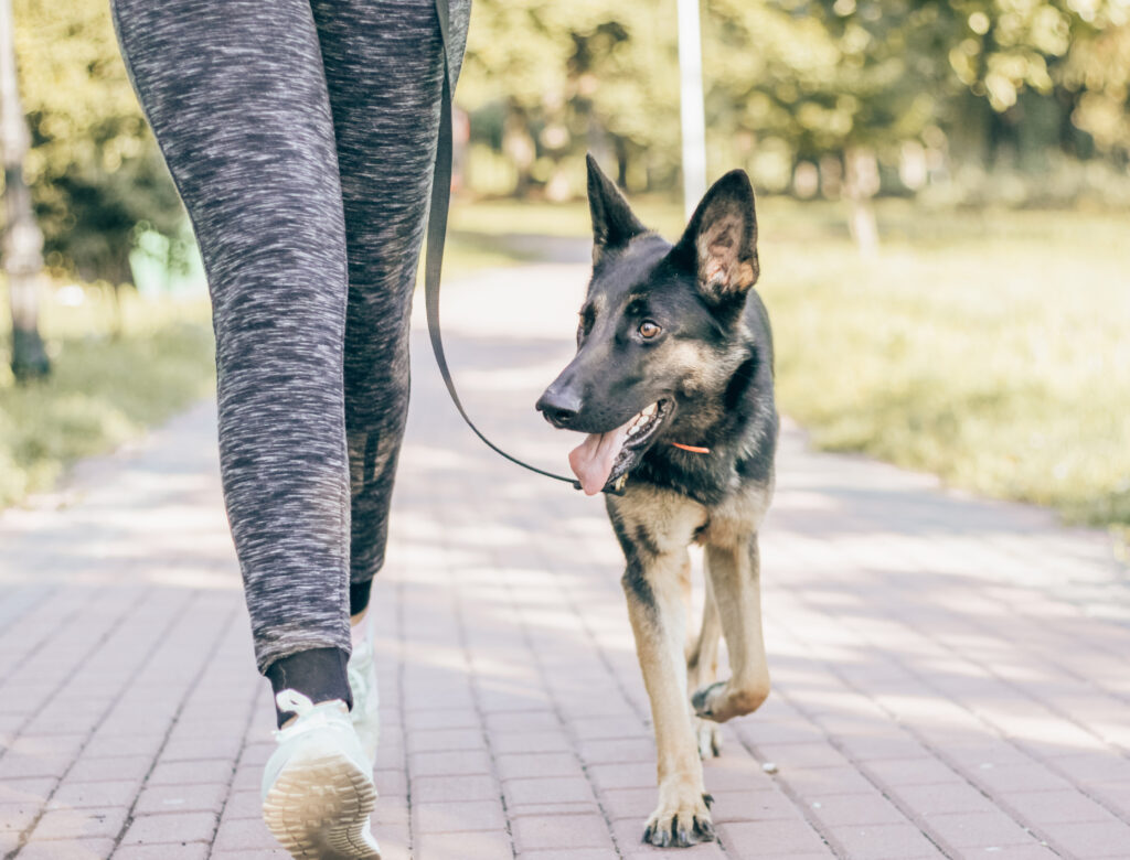 german shepherd  on a walk