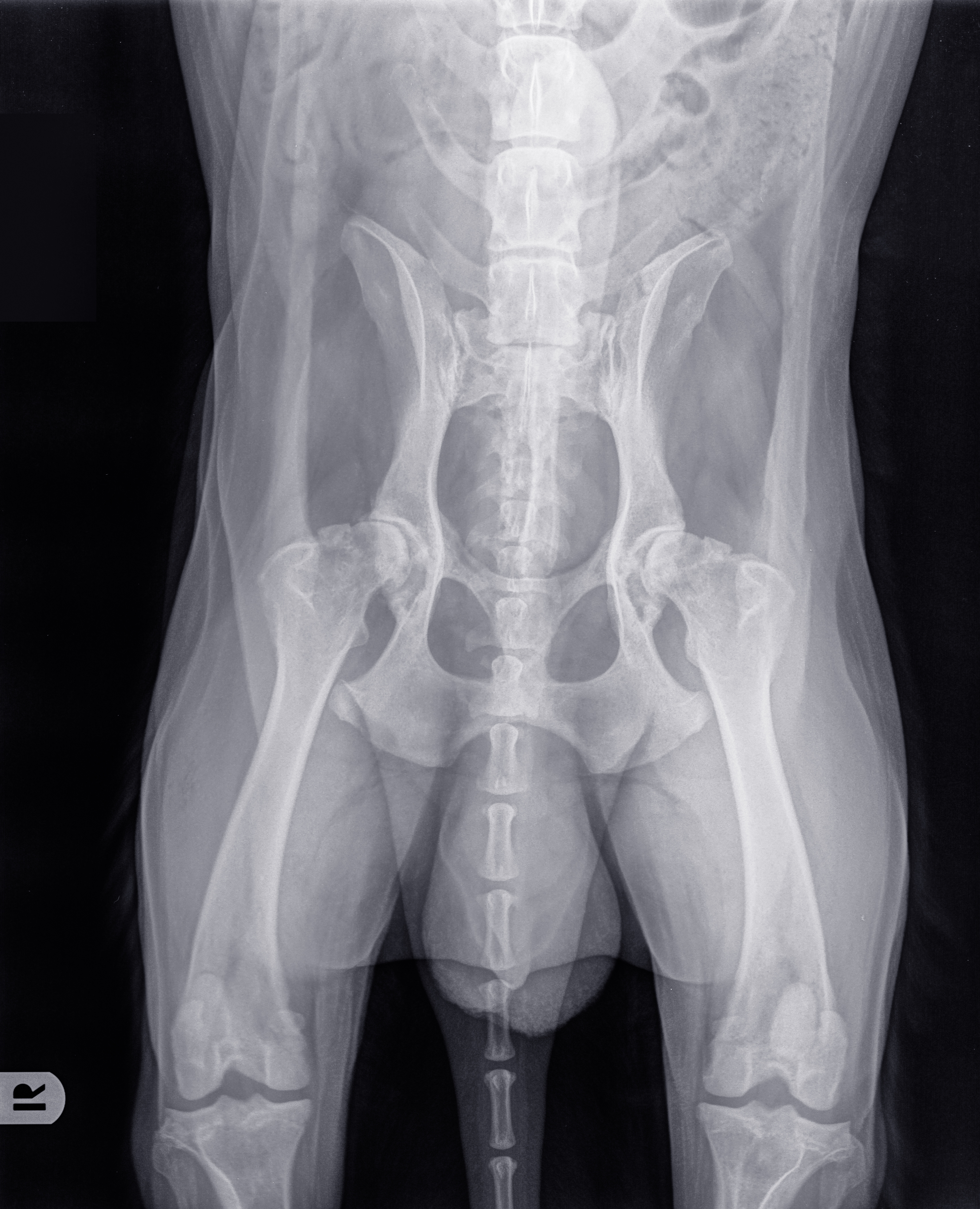 x-ray of canine hip dysplasia - Mid TN Pets Magazine