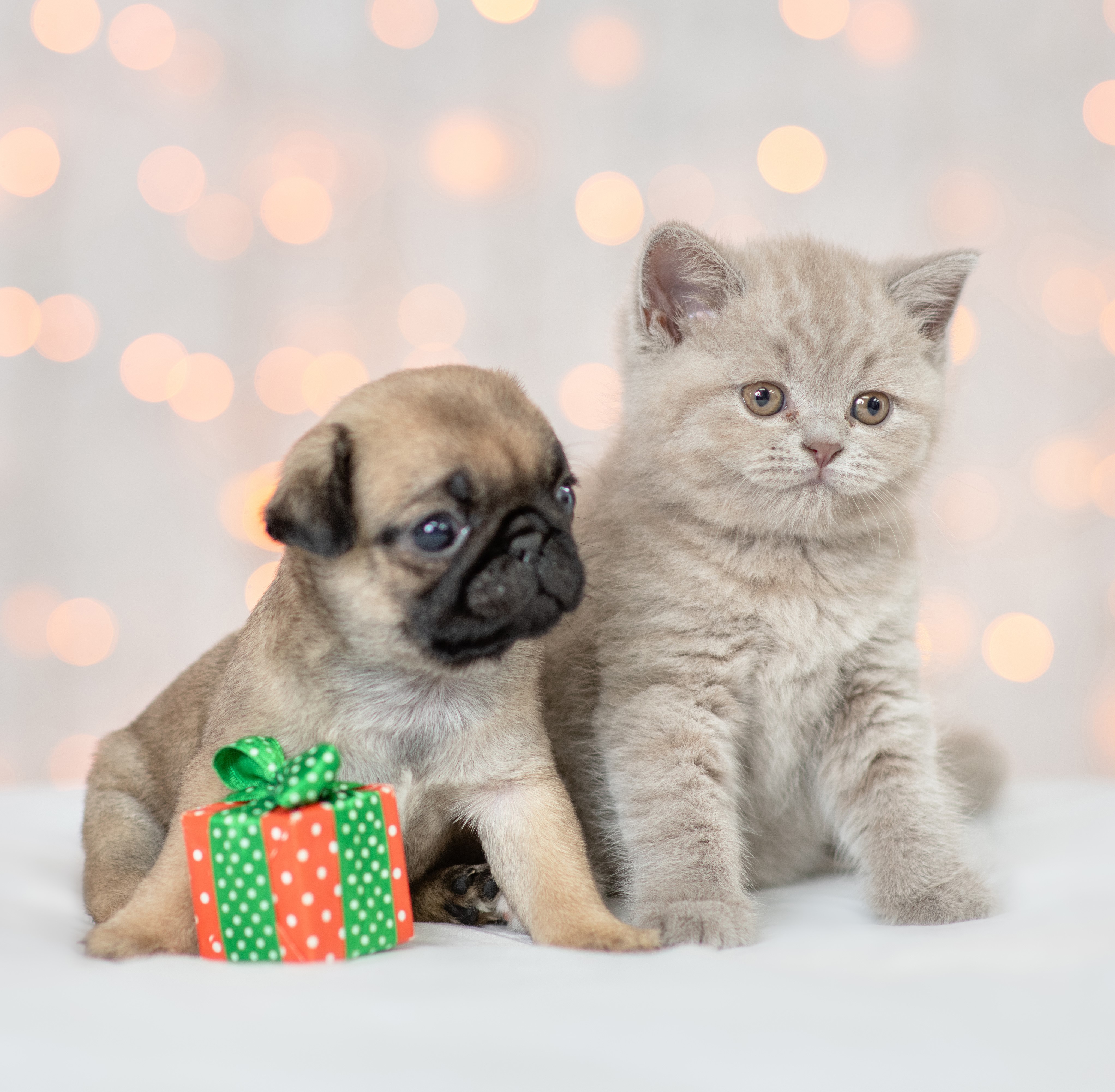 dog and cat with christmas gift
