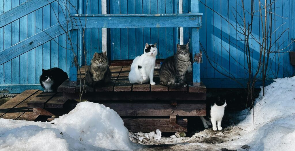 caring for fereal cats in winter