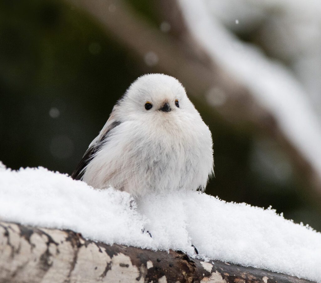 winter birds in middle tennessee - Mid-TN Pets Magazine