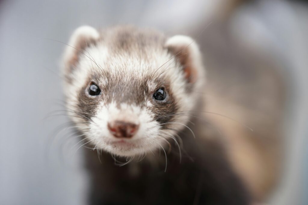 why ferrets make great pets - nashville pet magazine