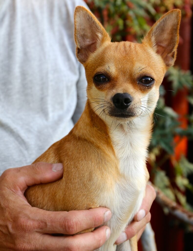 chihuahua dog