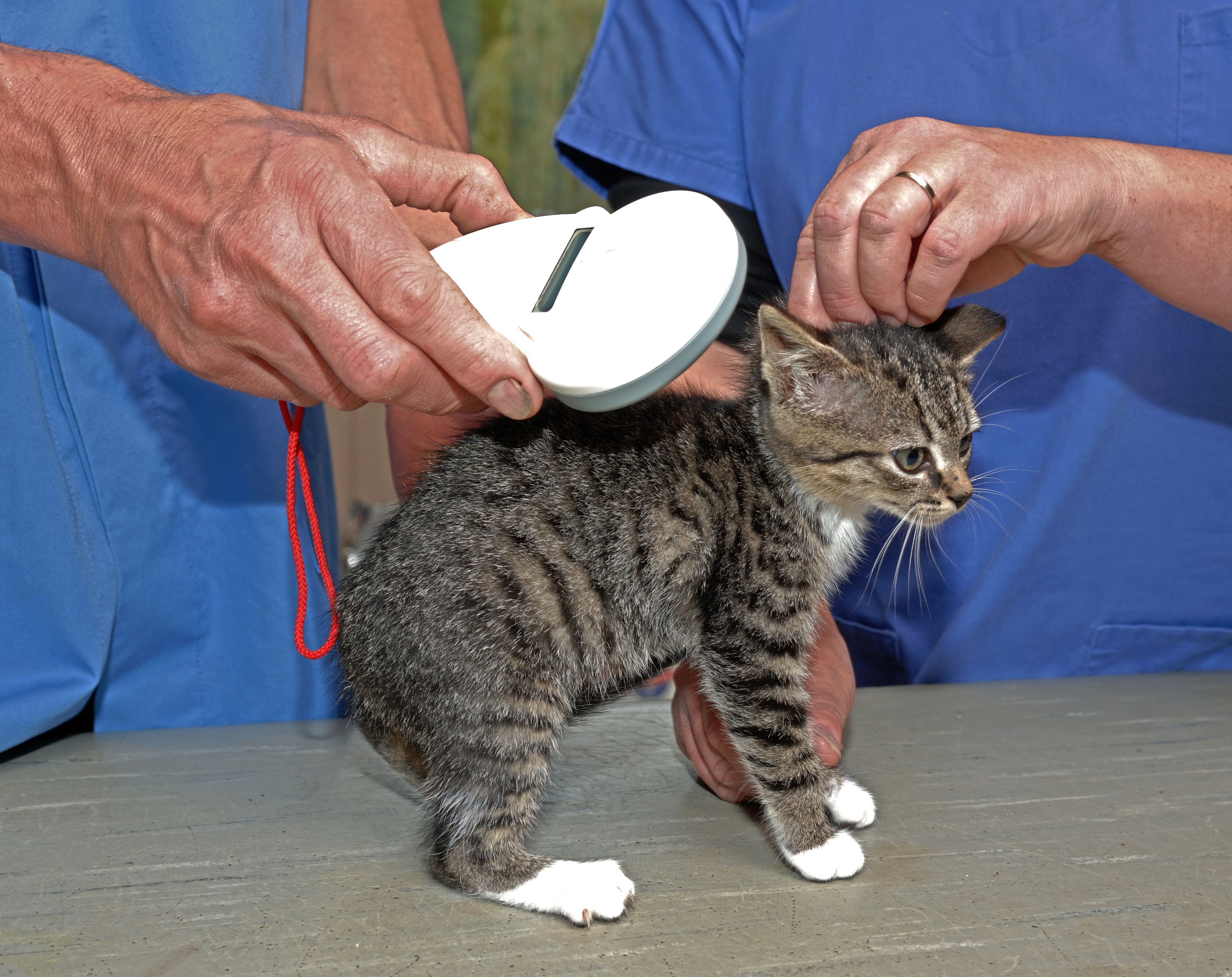 kitten being scanned for microchip