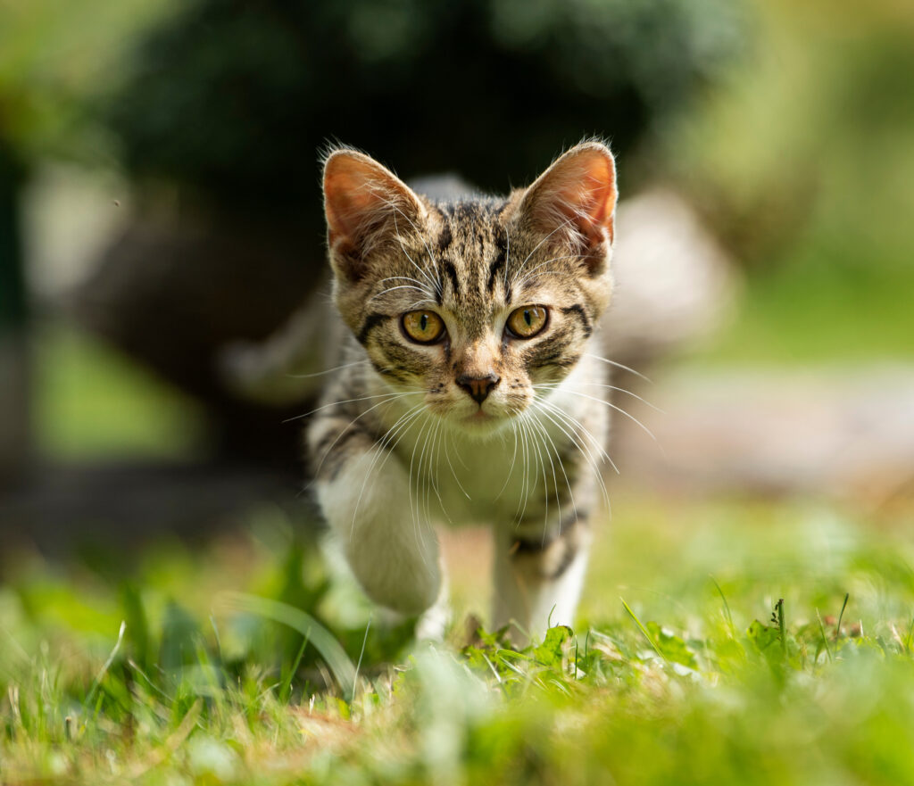 kitten running in grass