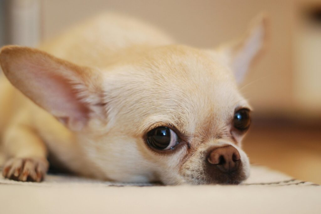 Chihuahua Dog Breed