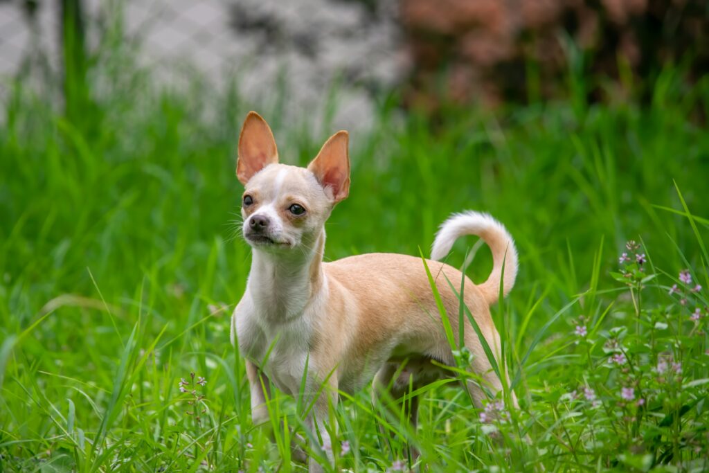 chihuahua dog in grass