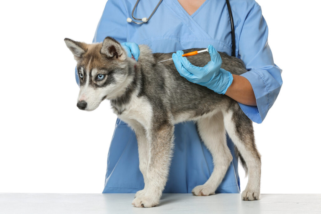 dog being microchipped