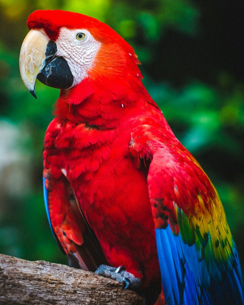 scarlet hyacinth parrot