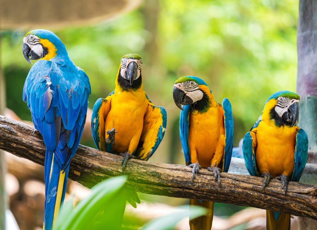 a group of colorful parrots - nashville pet magazine