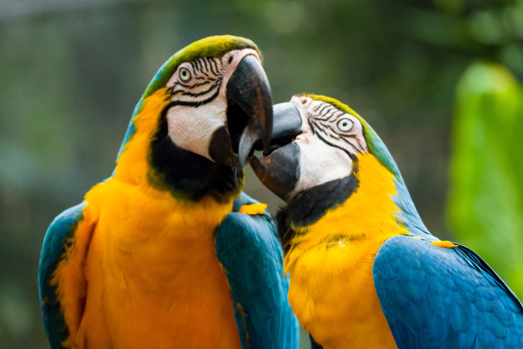 two parrots