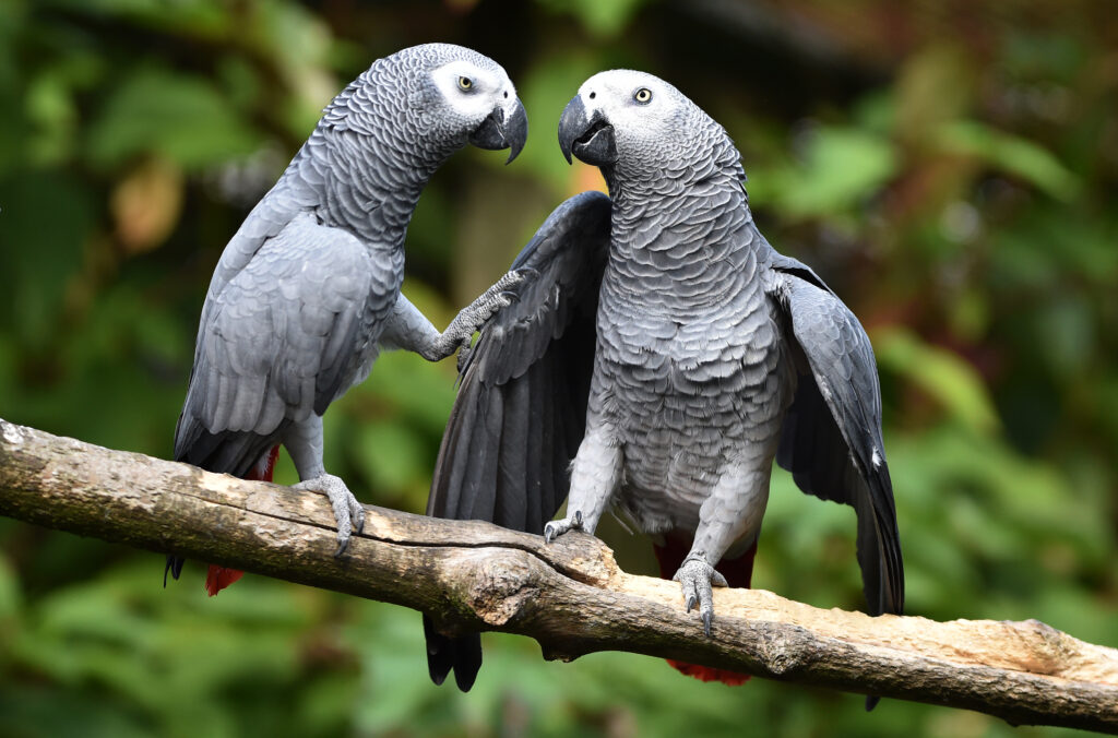 2 African grey parrots